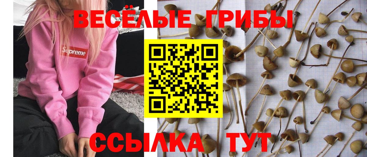 Псилоцибиновые грибы Psilocybine cubensis Пушкино